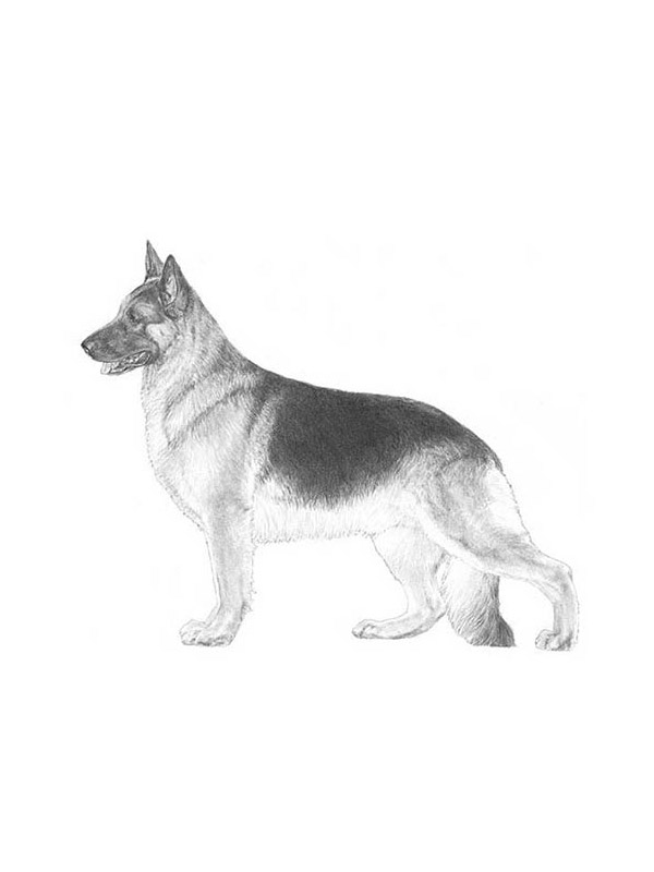 Found German Shepherd Dog in Independence, Missouri