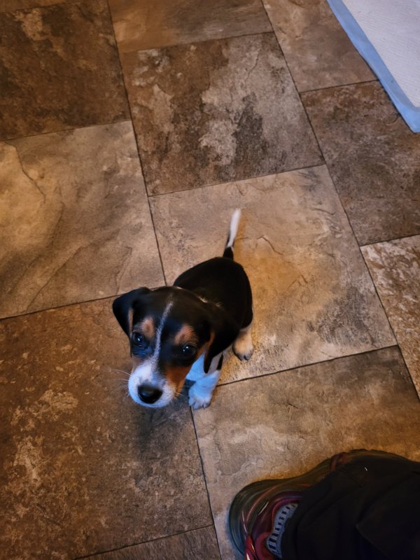 Lost Beagle in Wisconsin