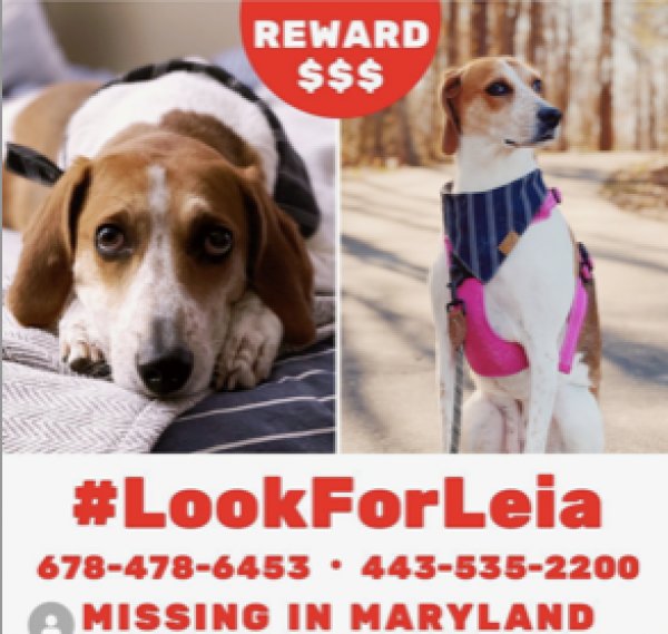 Lost American Foxhound in Severn, MD US