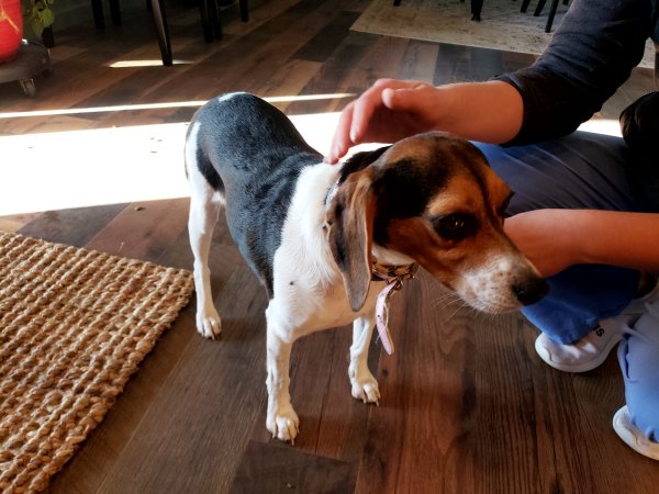 Found Beagle in Greenwood, Indiana