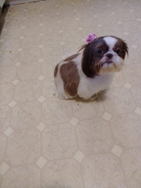 Lost Shih Tzu in Youngstown, OH