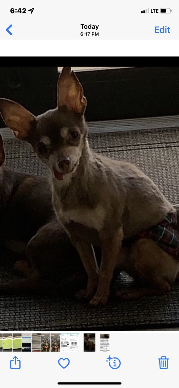 Lost Chihuahua in Miami, FL