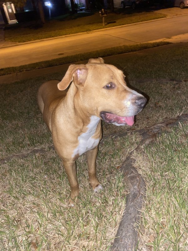 Found Pit Bull in Spring, Texas