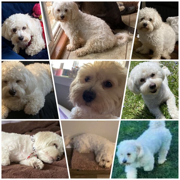Safe Maltese in Fort Lauderdale, FL