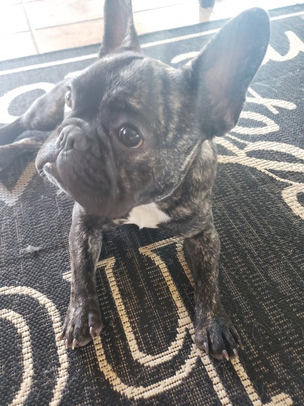 Lost French Bulldog in Oklahoma