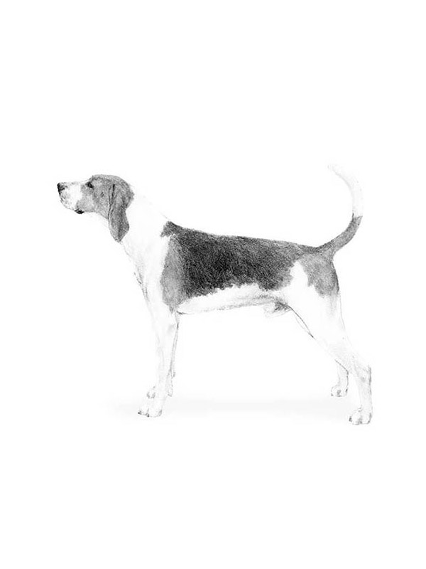 Lost Treeing Walker Coonhound in Saint Petersburg, FL