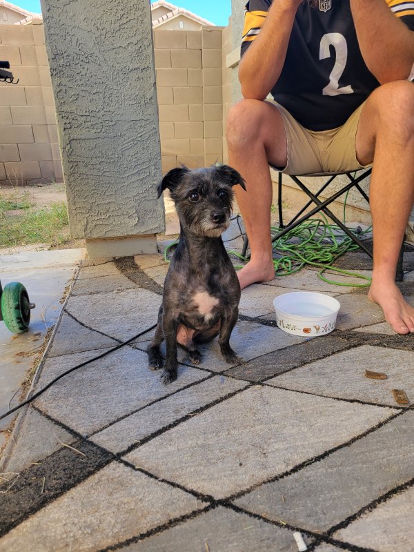 Safe Dog in Peoria, AZ
