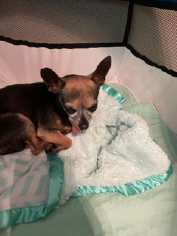 Safe Chihuahua in Boca Raton, FL