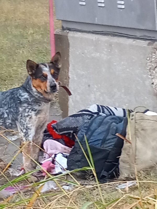 Found Australian Cattle Dog in Denton, Texas