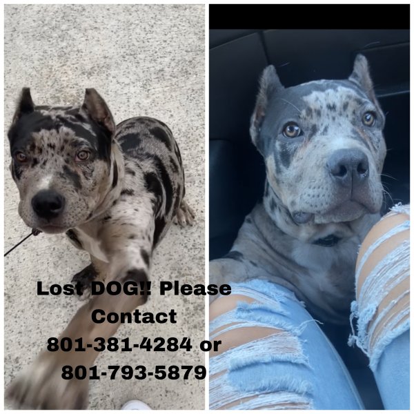 Safe American Bulldog in Salt Lake City, UT