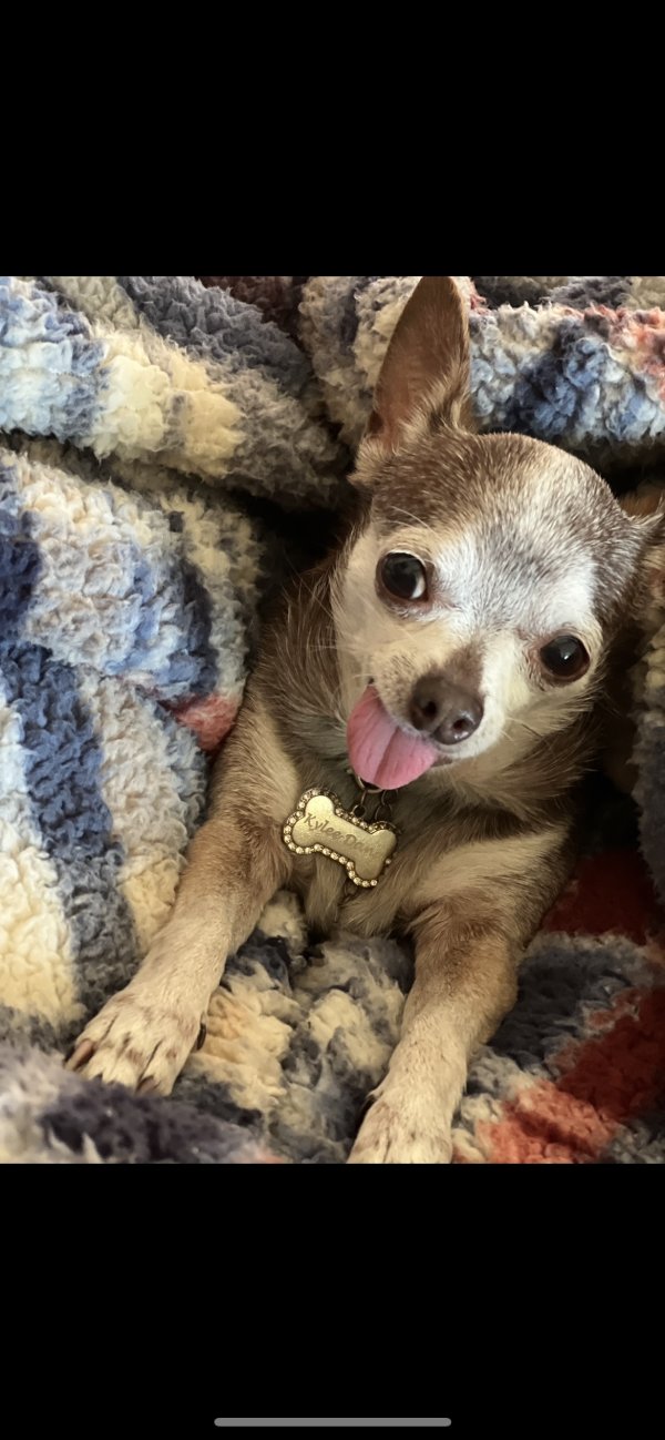 Safe Chihuahua in Walterboro, SC