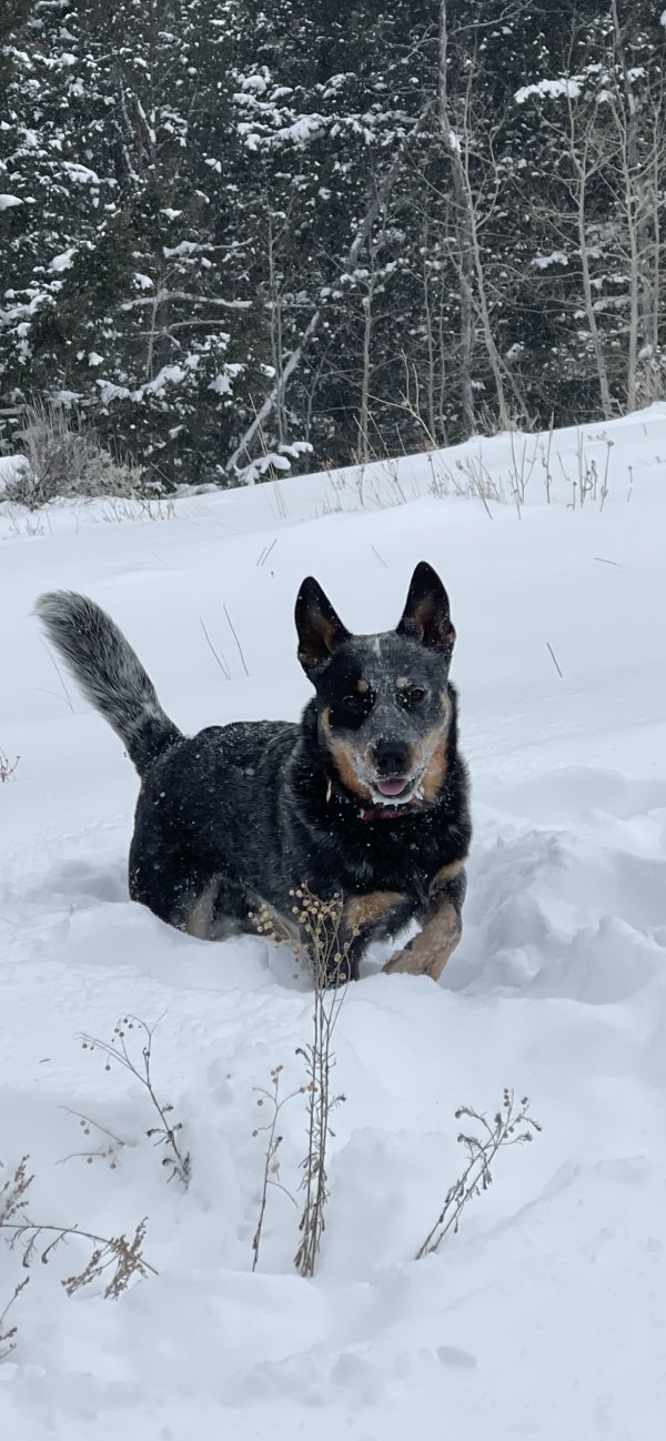 Safe Australian Cattle Dog in Hull, GA