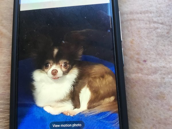 Lost Chihuahua in Beaumont, TX