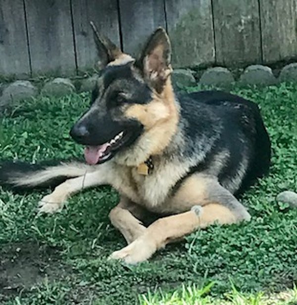Lost German Shepherd Dog in California
