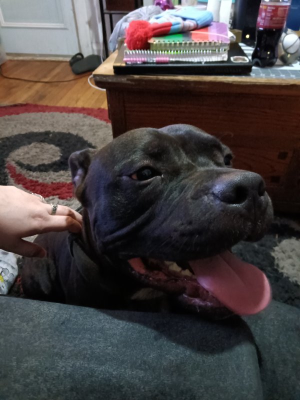 Found Pit Bull in Tampa, Florida
