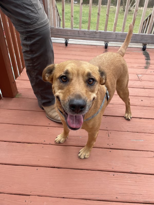 Safe Dog in Fuquay Varina, NC
