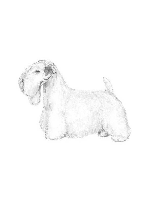 Safe Sealyham Terrier in West Grove, PA