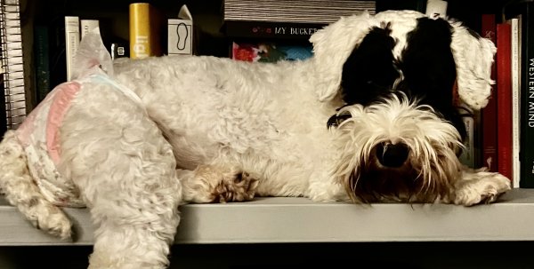 Safe Sealyham Terrier in West Grove, PA