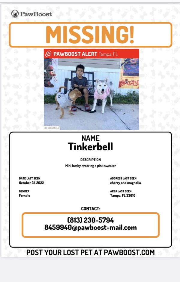 Safe Siberian Husky in Tampa, FL