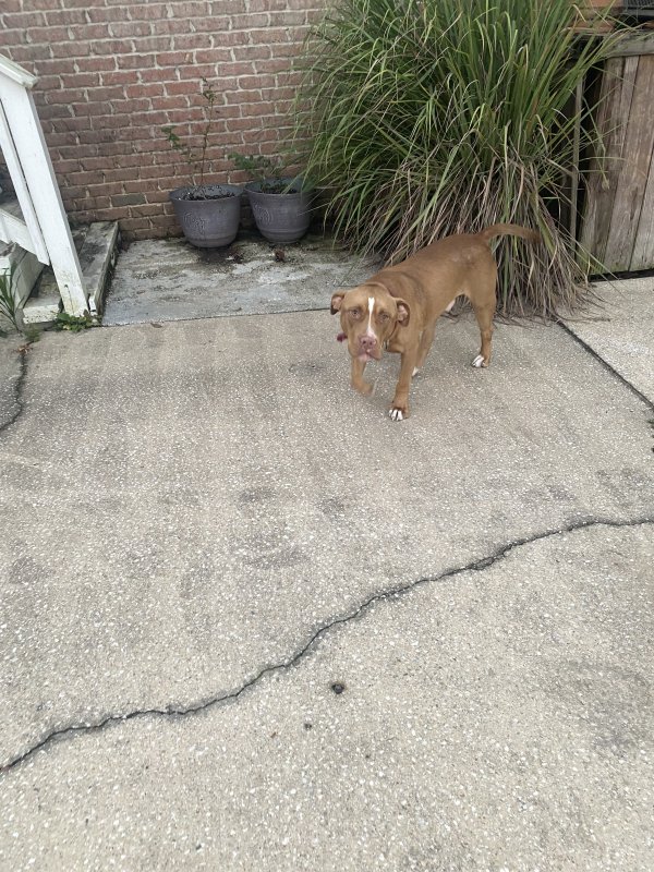 Found Pit Bull in Mobile, Alabama