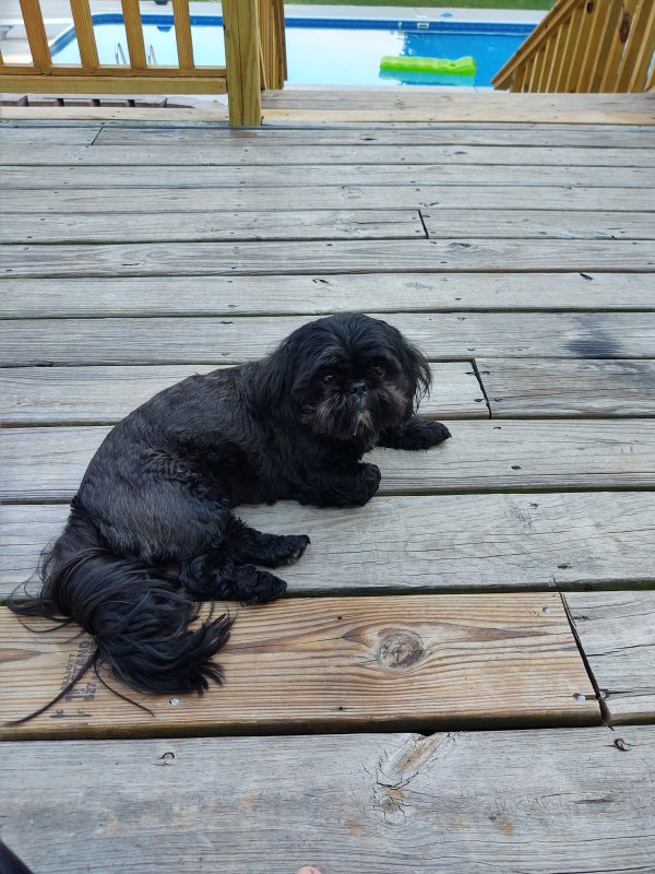 Safe Shih Tzu in Georgetown, TN