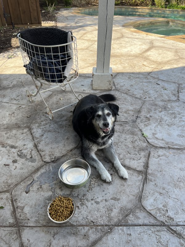 Safe Mutt in Plano, TX