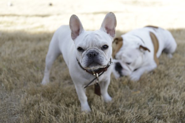 Safe French Bulldog in Edmond, OK