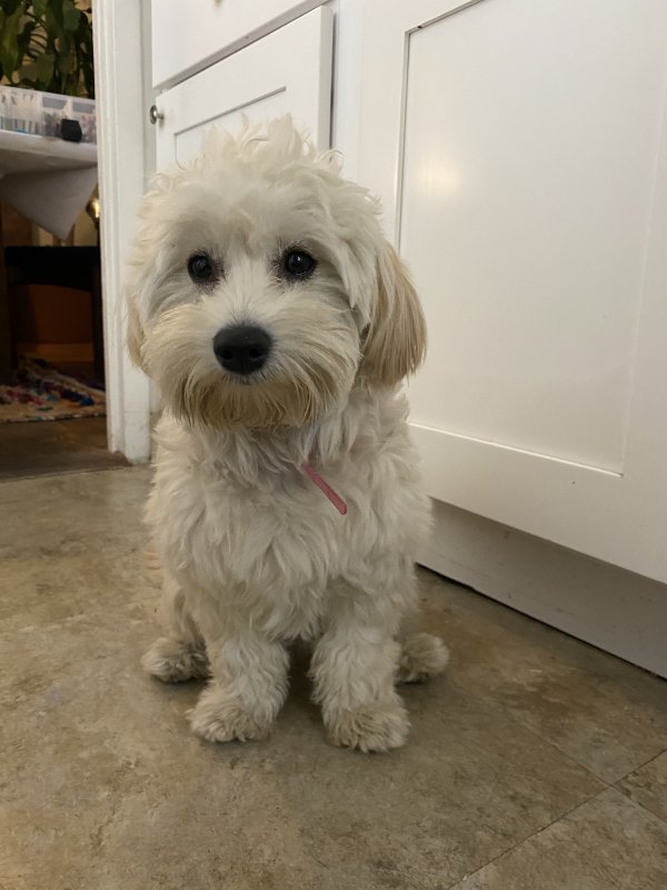 Found Mutt in Los Angeles, CA