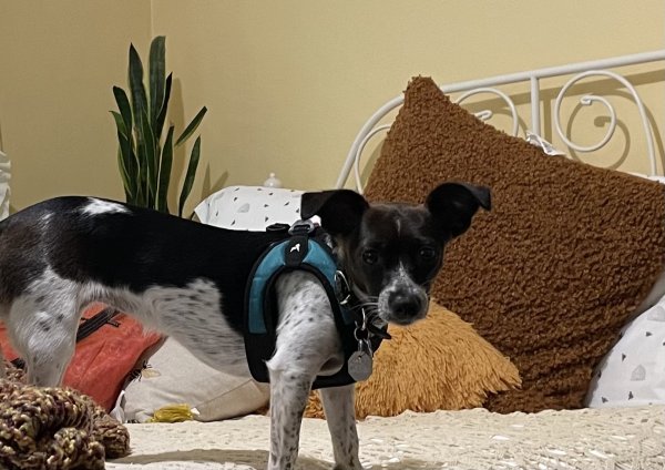Lost Jack Russell Terrier in California