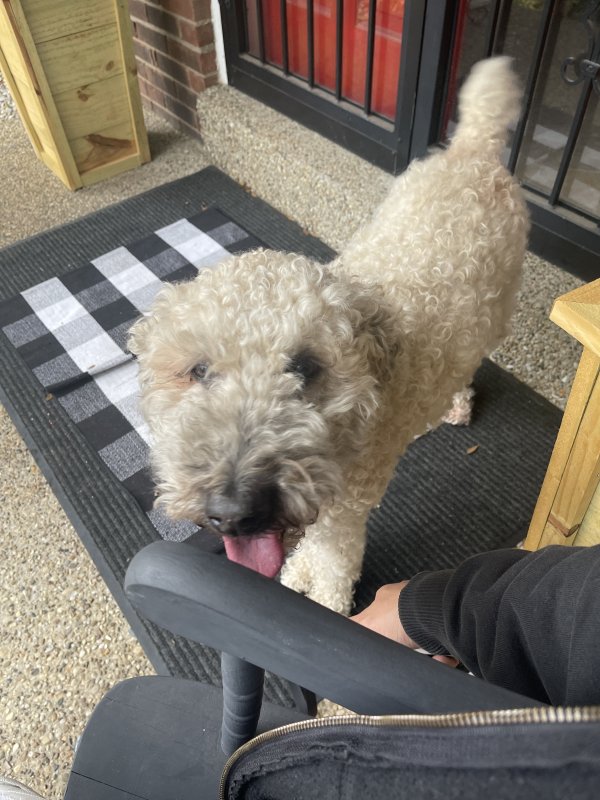 Found Poodle in Louisville, Kentucky