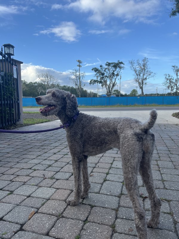 Found Poodle in Florida