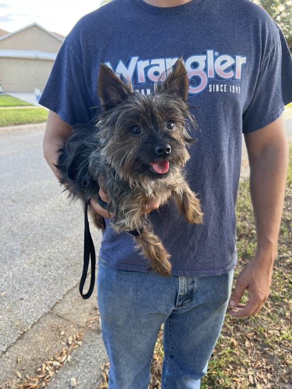Found Yorkshire Terrier in Florida