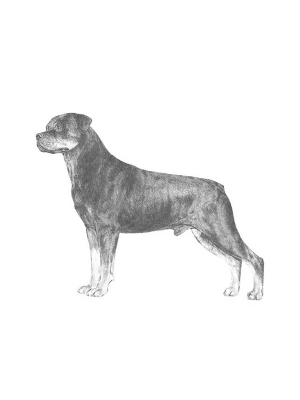 Lost Rottweiler in Georgia