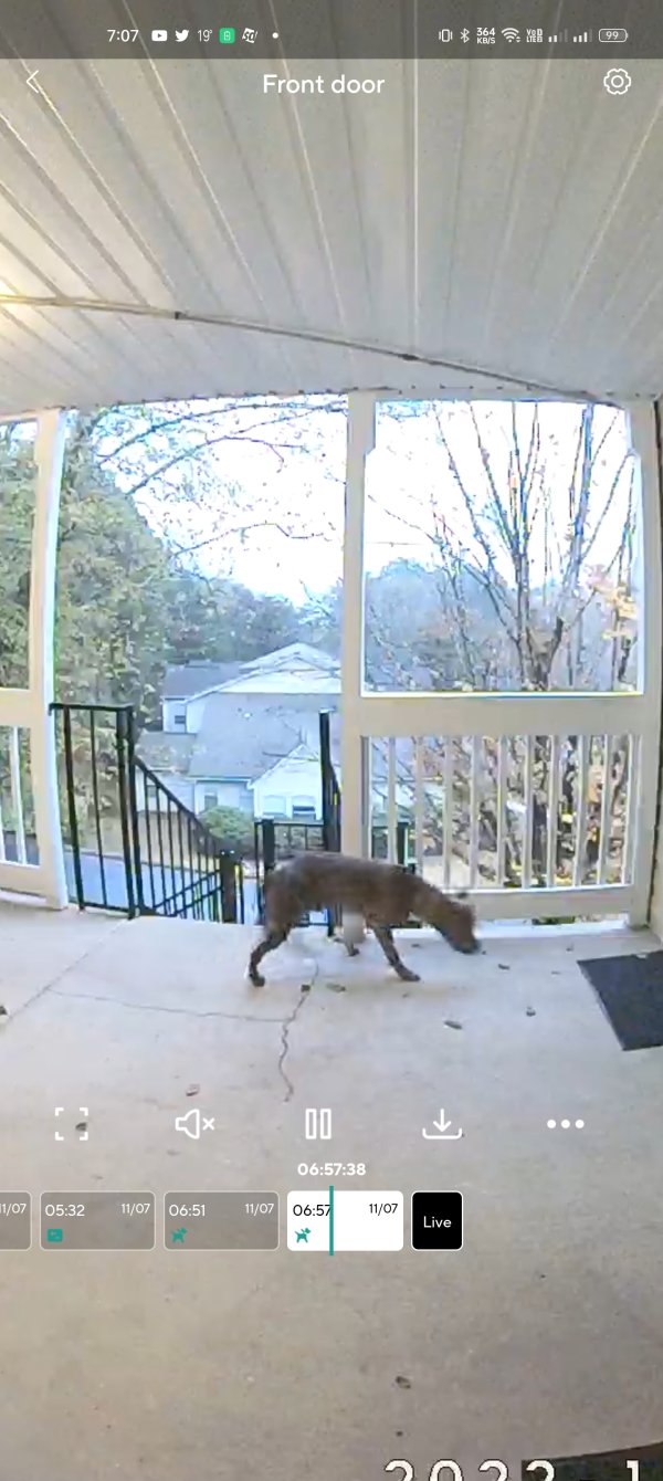 Found Pit Bull in Alpharetta, GA