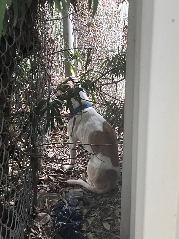 Safe Dog in Saint Petersburg, FL