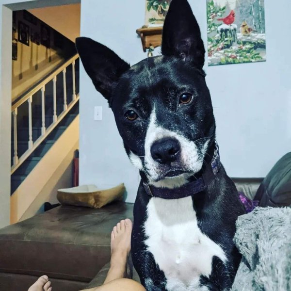 Lost Mutt in Tennessee