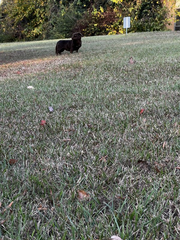 Safe Mutt in Atlanta, GA