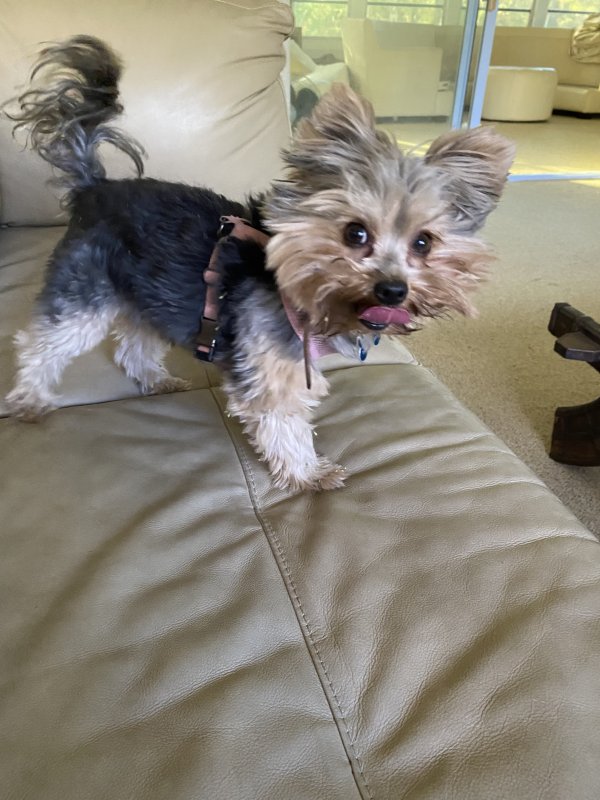 Safe Yorkshire Terrier in Sarasota, FL