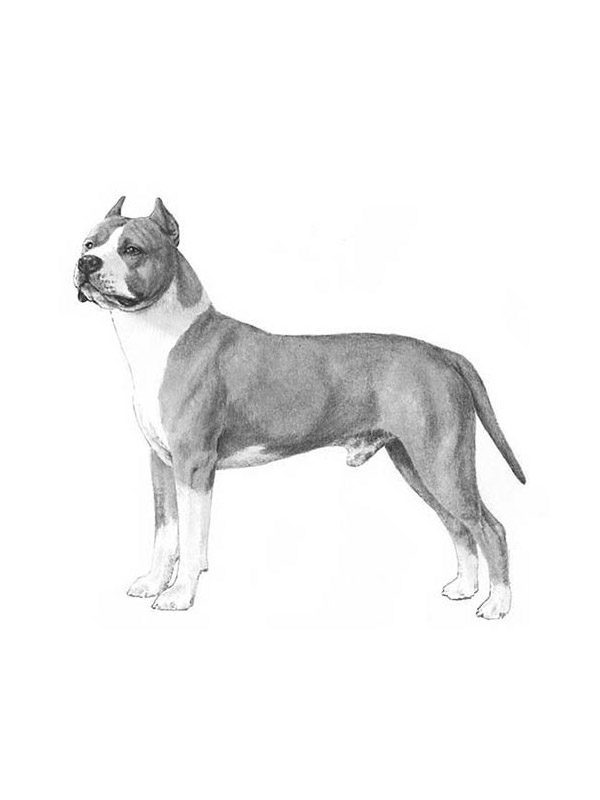 Lost American Staffordshire Terrier in Canton, GA