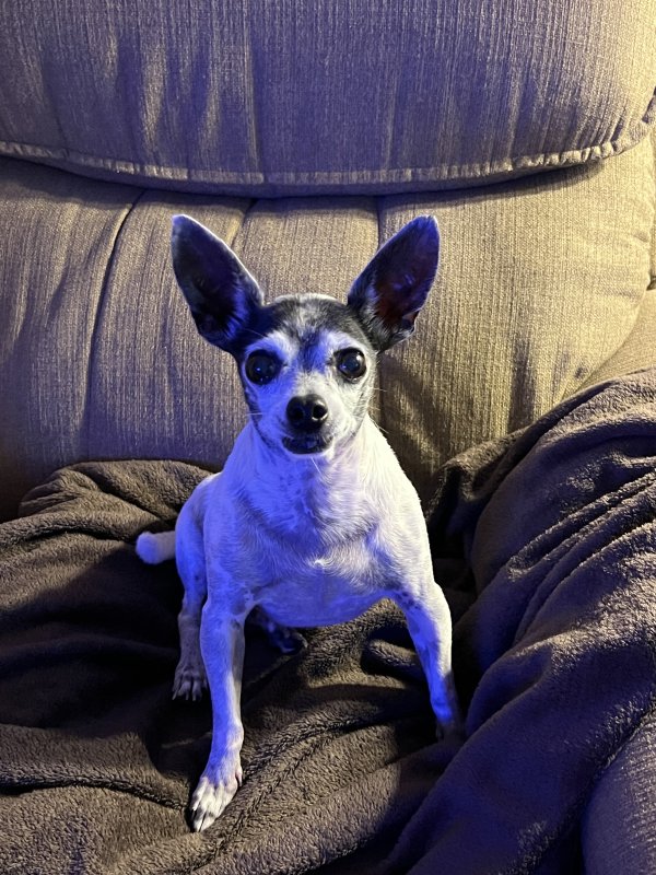 Found Chihuahua in Texas
