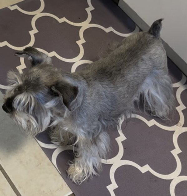 Safe Miniature Schnauzer in Miami, FL