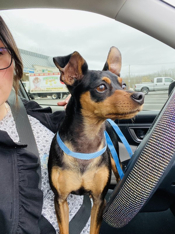 Safe Chihuahua in Colchester, CT