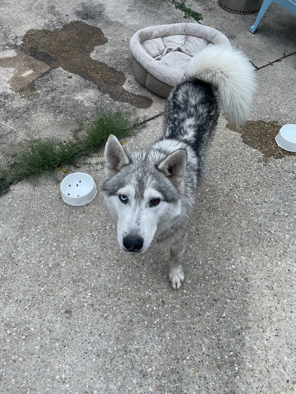 Found Siberian Husky in San Antonio, Texas