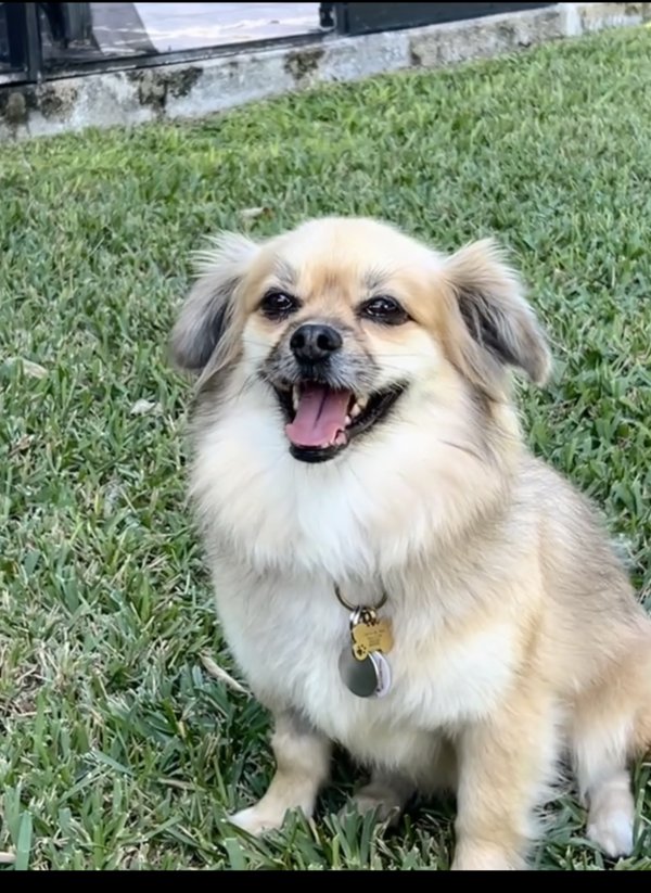Lost Pekingese 