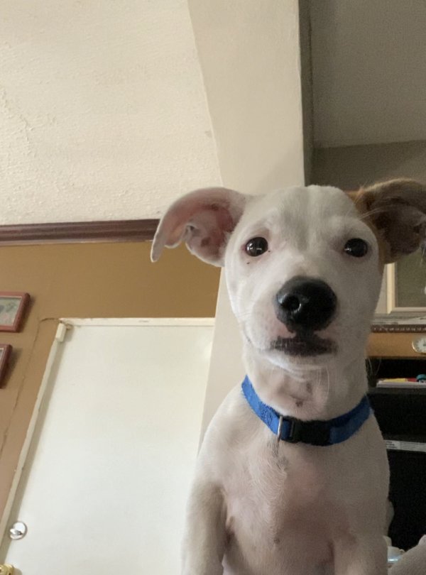 Safe Chihuahua in Opa Locka, FL