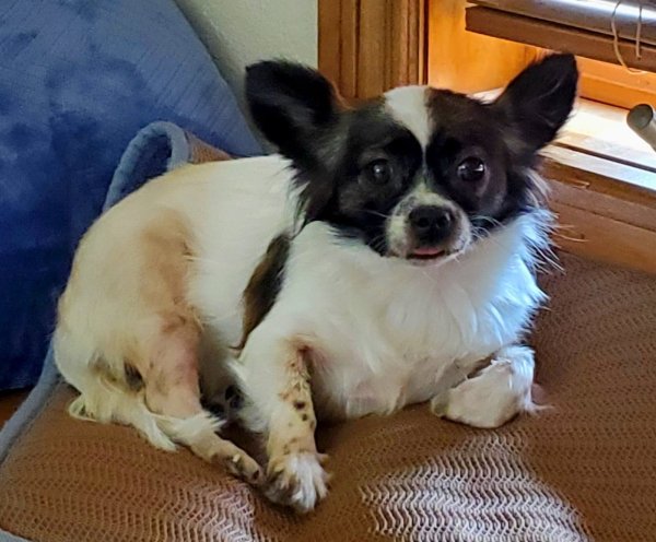 Lost Chihuahua in Arkansas