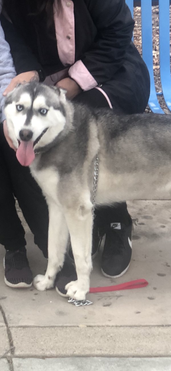 Safe Siberian Husky in Valencia, CA
