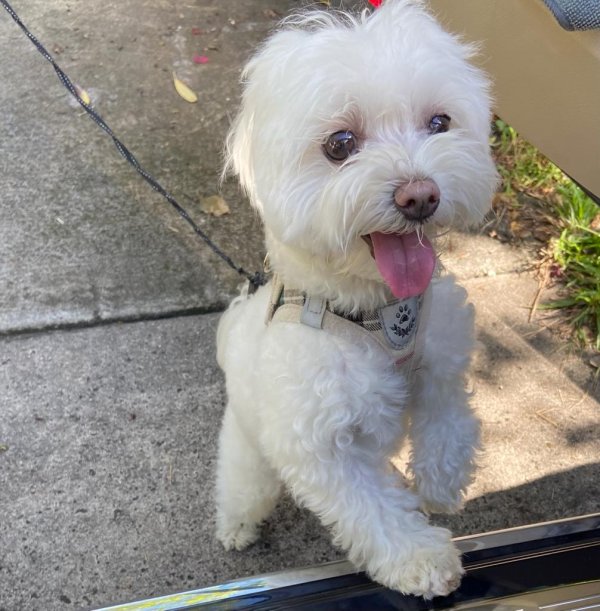 Safe Maltese in Miami, FL