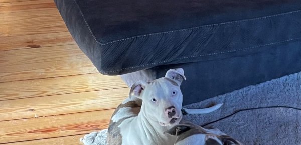 Lost Pit Bull in Texas
