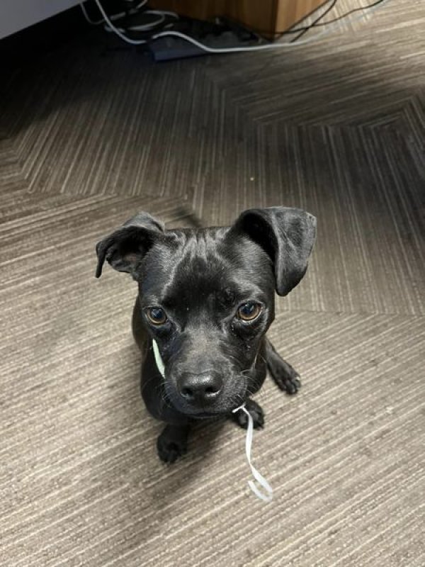 Safe Mutt in Phoenix, AZ